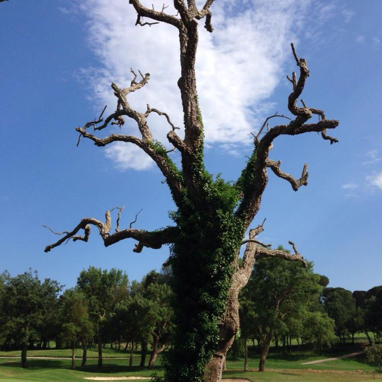Ein großer, knorriger, efeuüberwachsener Baum steht vor einem blau bewölkten Himmel über einer gepflegten Parklandschaft.