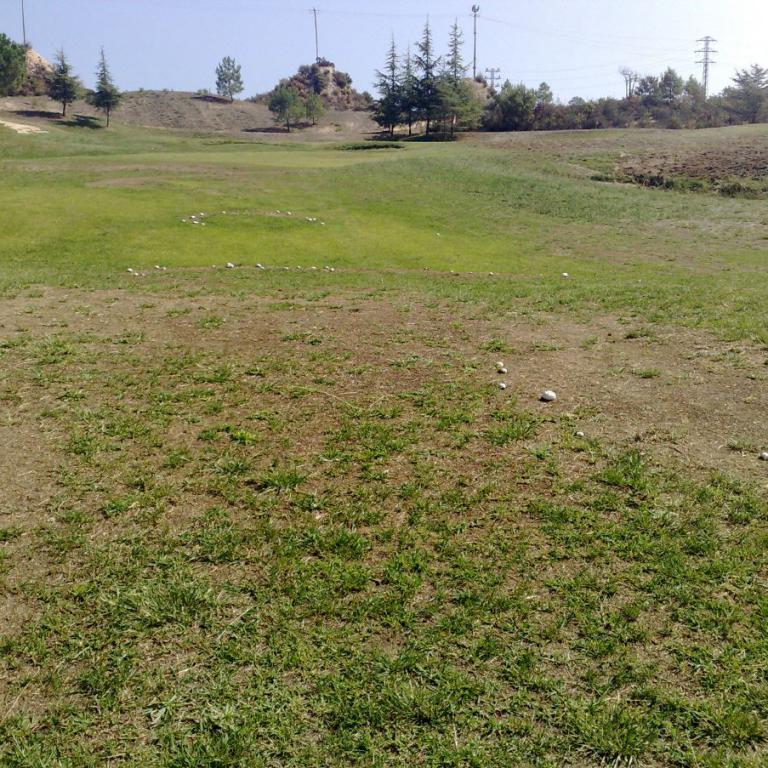 Eine weite, hügelige Grasfläche mit Baumbestand im Hintergrund.