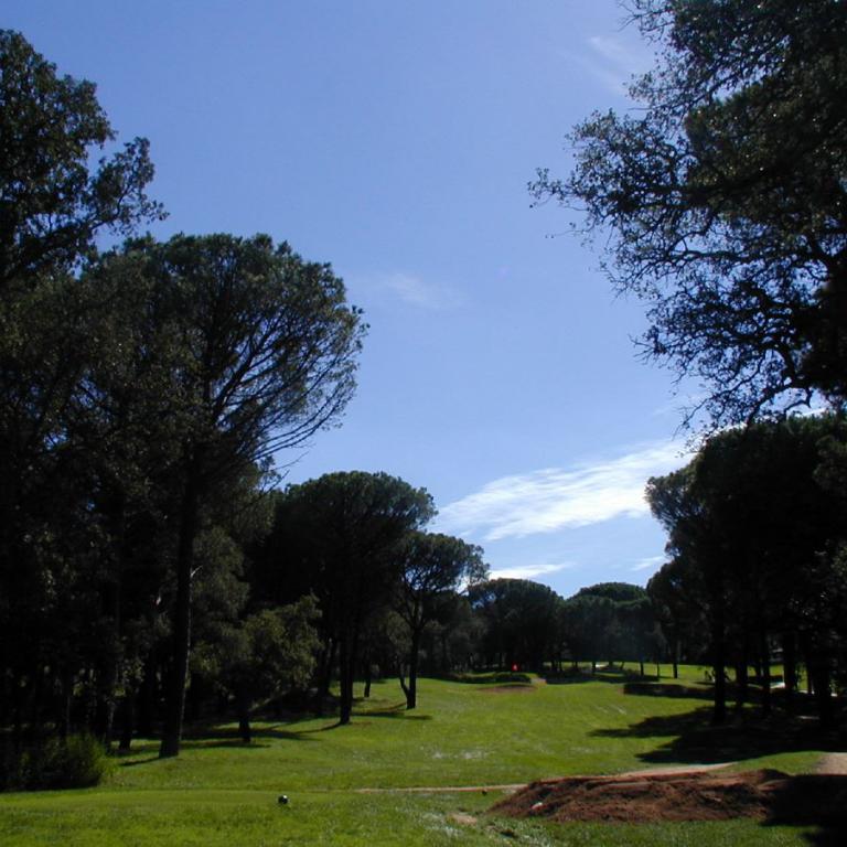 Großer Park mit vielen Bäumen und einer Wiese unter blauem Himmel