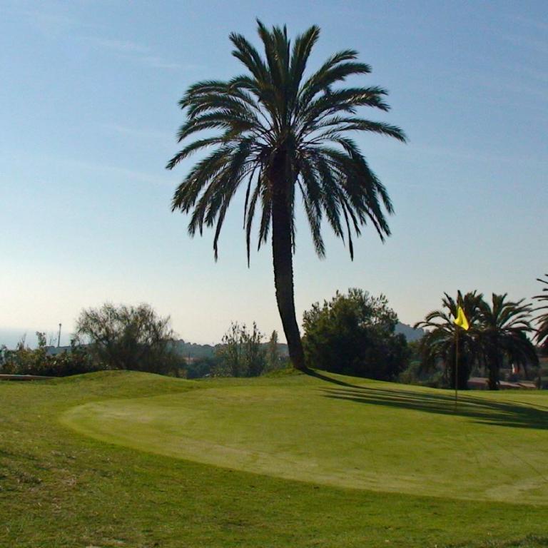 Ein großer Palmenbaum steht zentral auf einem gepflegten Golfplatz vor einem hellblauen Himmel.