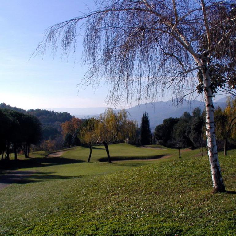 Ein weißer Birkenbaum steht auf einem grünen Hang und blickt auf eine weite Landschaft aus bewaldeten Hügeln.