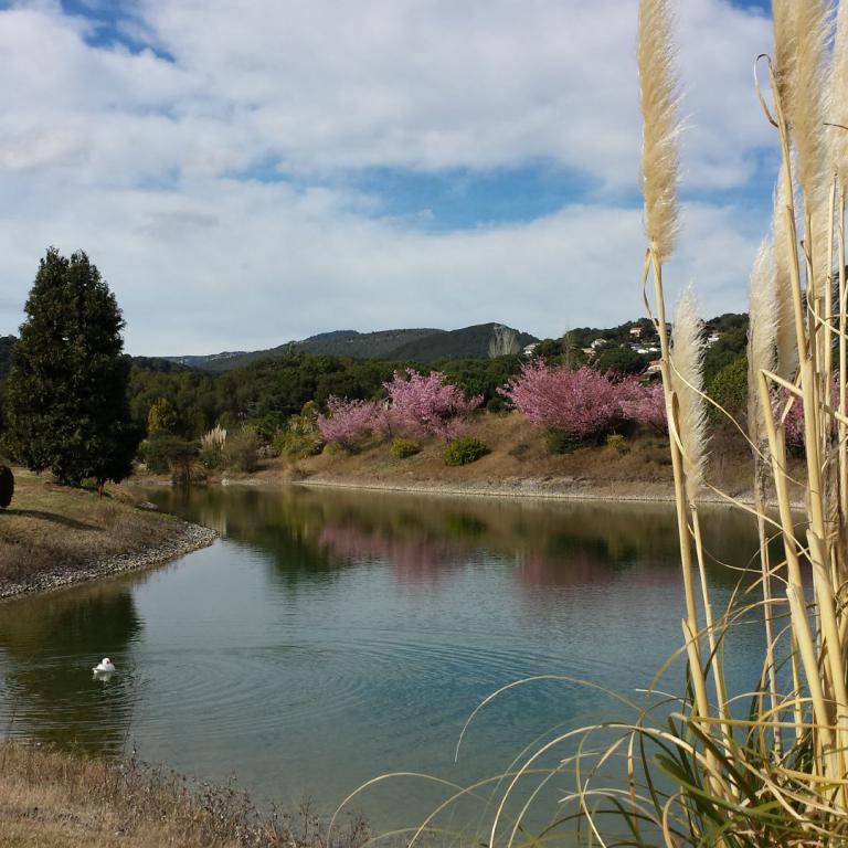 Landschaftsaufnahme eines ruhigen Teichs, der von Schilf, einer grünen Wiese und blühenden Bäumen im Hintergrund umgeben ist.