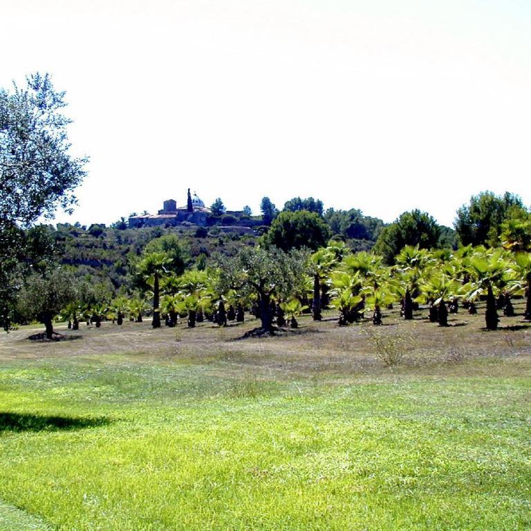 Eine weite, sonnige mediterrane Landschaft mit einer gepflegten grünen Wiese, Olivenbäumen und einem Hügel mit Gebäuden im Hintergrund.