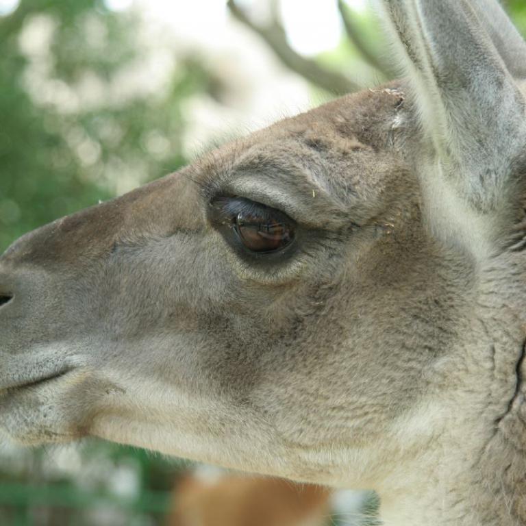 Nahaufnahme des Profils eines Alpacas mit graubraunem Fell vor einem unscharfen grünen Hintergrund.
