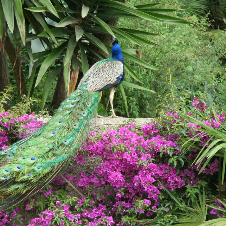 Ein Pfau sitzt auf einer Mauer, umgeben von leuchtend pinken Blumen und tropischem Grün.