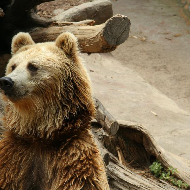 Ein großer brauner Bär sitzt auf Holzstämmen und schaut nach vorne.