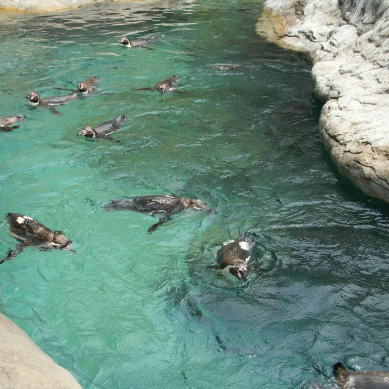 Mehrere Seelöwen schwimmen und ruhen in einem türkisblauen Gewässer zwischen Felsen.
