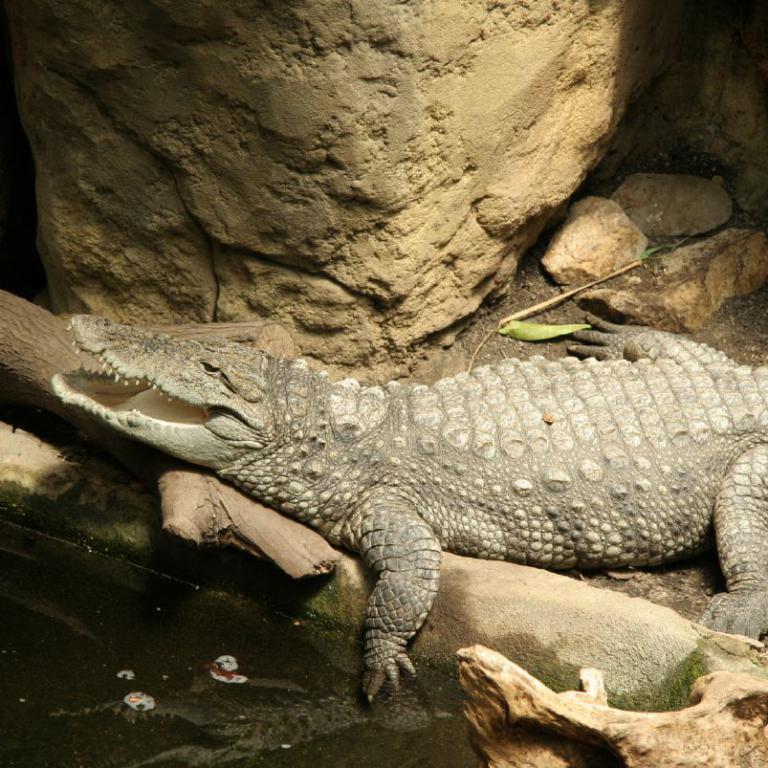 Ein Krokodil liegt seitlich an einem steinigen Uferrand neben einem Gewässer.