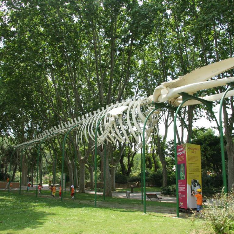 Das Skelett eines großen Dinosauriers, das als Freiluftausstellung in einem grünen Park inmitten von Bäumen zu sehen ist.