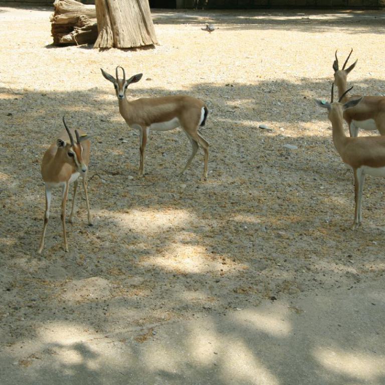 Mehrere Hirsche und Rehe stehen auf staubigem Boden in einem Gehege.