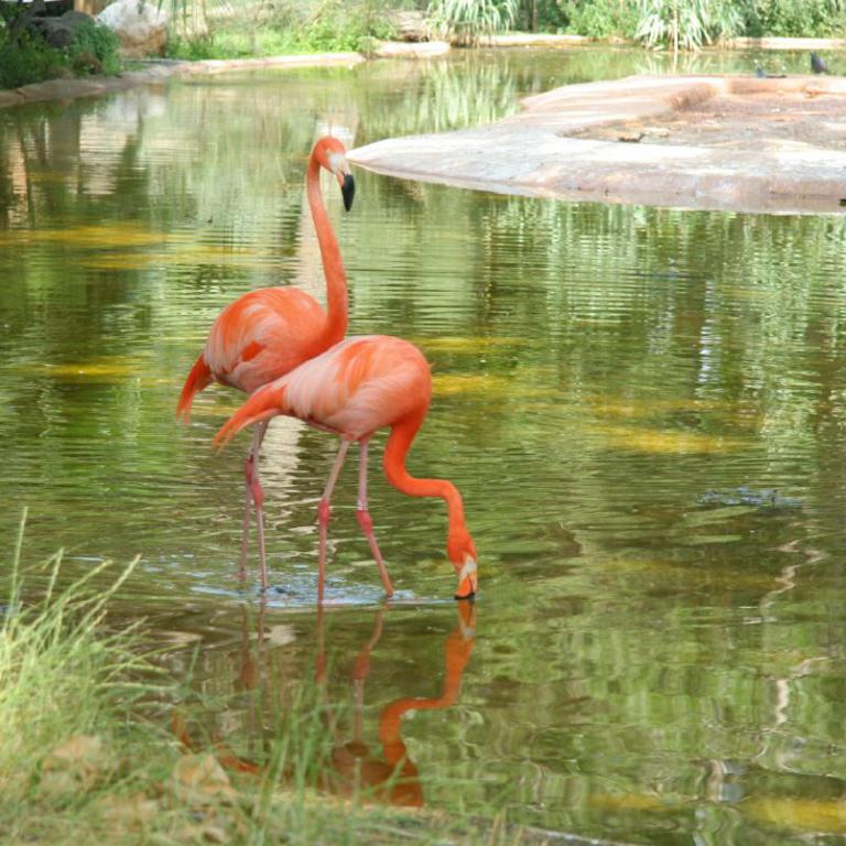 Zwei Flamingos stehen in einem flachen Teich.