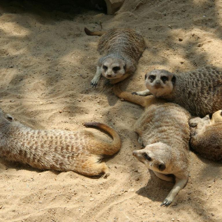 Eine Gruppe von Meerkatzen liegt und sitzt in sandigem Untergrund.