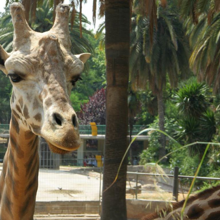 Eine Giraffe mit langen Beinen blickt neugierig auf den Betrachter, eingerahmt von tropischem Grün.