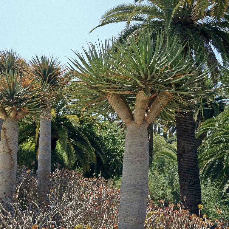 Mehrere Palmen mit dichten Wedeln stehen inmitten von buschigem, mediterranem Gestrüpp unter einem klaren blauen Himmel.